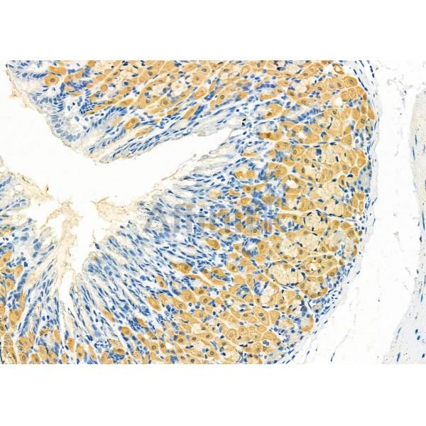 GUCA2B Antibody - DF9567 at 1/100 staining Mouse stomach tissue by IHC-P.