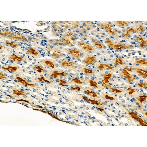 HGFAC Antibody - DF9570 at 1/100 staining Mouse kidney tissue by IHC-P.