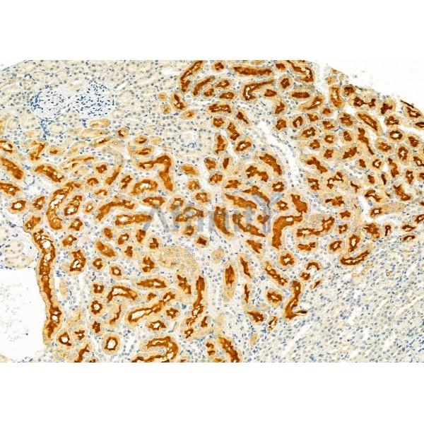 HGFAC Antibody - DF9570 at 1/100 staining Rat kidney tissue by IHC-P.