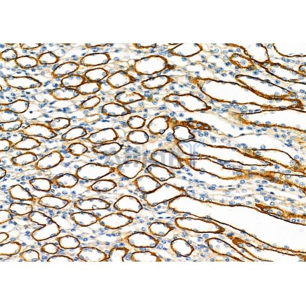 USP54 Antibody - DF9595 at 1/100 staining Mouse kidney tissue by IHC-P.