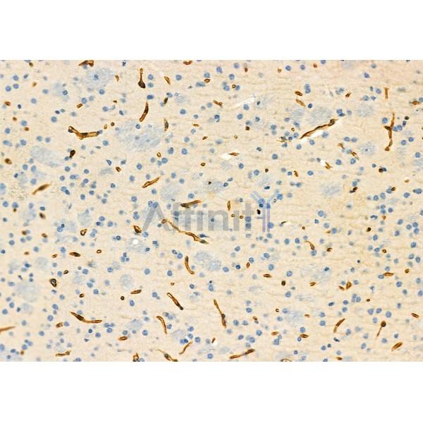 USP54 Antibody - DF9595 at 1/100 staining Mouse brain tissue by IHC-P.
