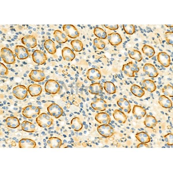 USP54 Antibody - DF9595 at 1/100 staining Rat kidney tissue by IHC-P.