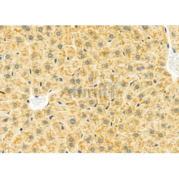 LRP1B Antibody - DF9609 at 1/100 staining Mouse liver tissue by IHC-P.