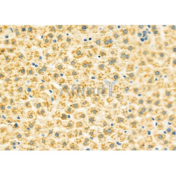 LRP1B Antibody - DF9609 at 1/100 staining Rat liver tissue by IHC-P.