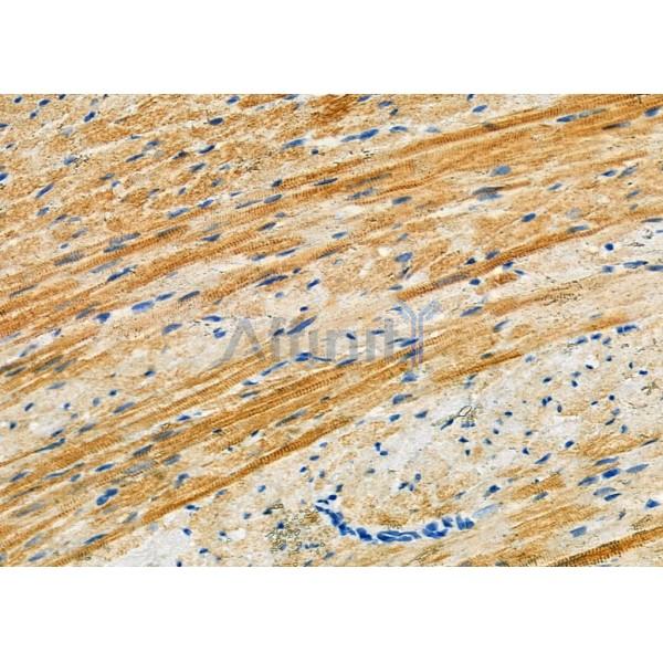 MID1IP1 Antibody - DF9624 at 1/100 staining Rat heart tissue by IHC-P.