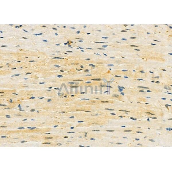 MID1IP1 Antibody - DF9624 at 1/100 staining Mouse heart tissue by IHC-P.
