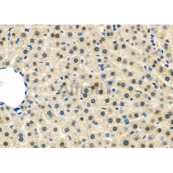 MID1IP1 Antibody - DF9624 at 1/100 staining Rat liver tissue by IHC-P.