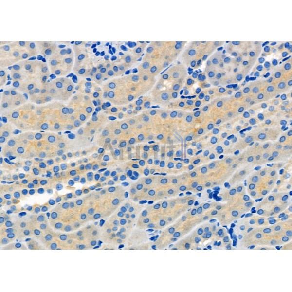 MOT6 Antibody - DF9634 at 1/100 staining Mouse kidney tissue by IHC-P.