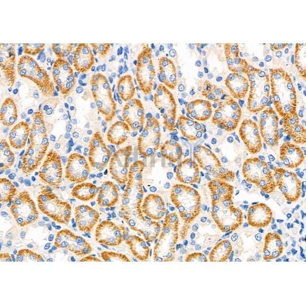 MEGF6 Antibody - DF9644 at 1/100 staining Rat kidney tissue by IHC-P.