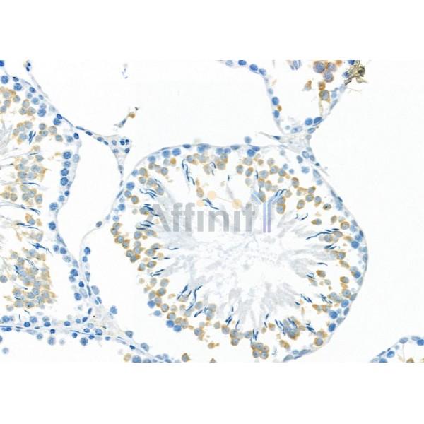 MYO16 Antibody - DF9656 at 1/100 staining Rat testis tissue by IHC-P.
