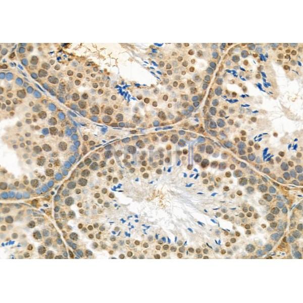 NEUROD4 Antibody - DF9689 at 1/100 staining Mouse testis tissue by IHC-P.