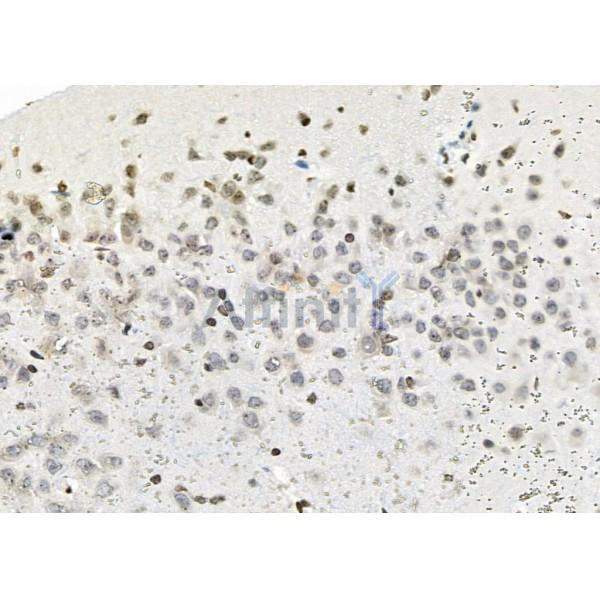 NOL7 Antibody - DF9720 at 1/100 staining Rat brain tissue by IHC-P.