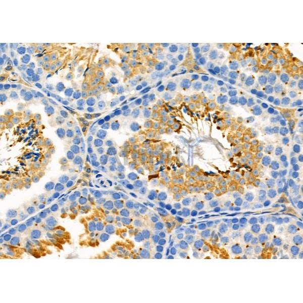 SLC6A17 Antibody - DF9727 at 1/100 staining Mouse testis tissue by IHC-P.
