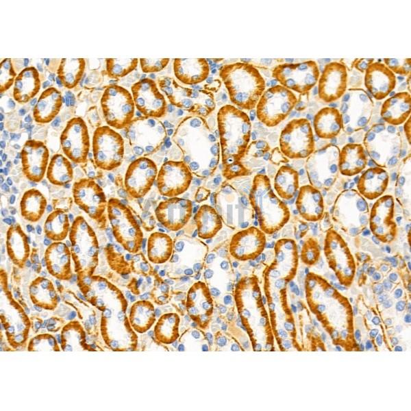 SLC6A17 Antibody - DF9727 at 1/100 staining Rat kidney tissue by IHC-P.
