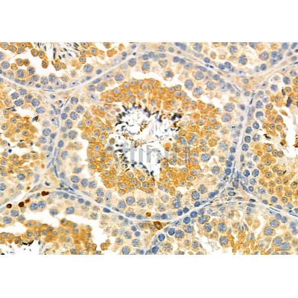 PBX4 Antibody - DF9773 at 1/100 staining Mouse testis tissue by IHC-P.