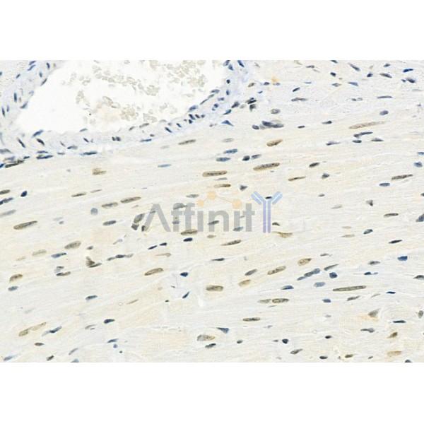 PART1 Antibody - DF9777 at 1/100 staining Mouse heart tissue by IHC-P.