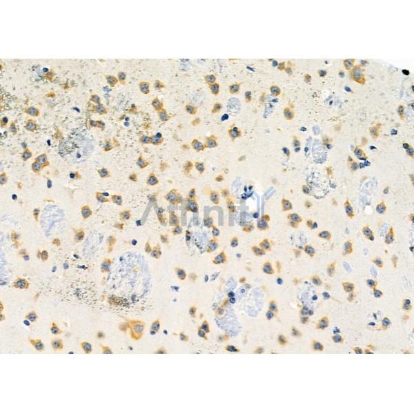 PPP1R1C Antibody - DF9779 at 1/100 staining Mouse brain tissue by IHC-P.