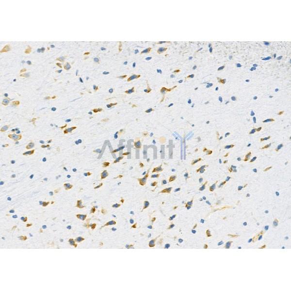 PPP1R1C Antibody - DF9779 at 1/100 staining Rat brain tissue by IHC-P.