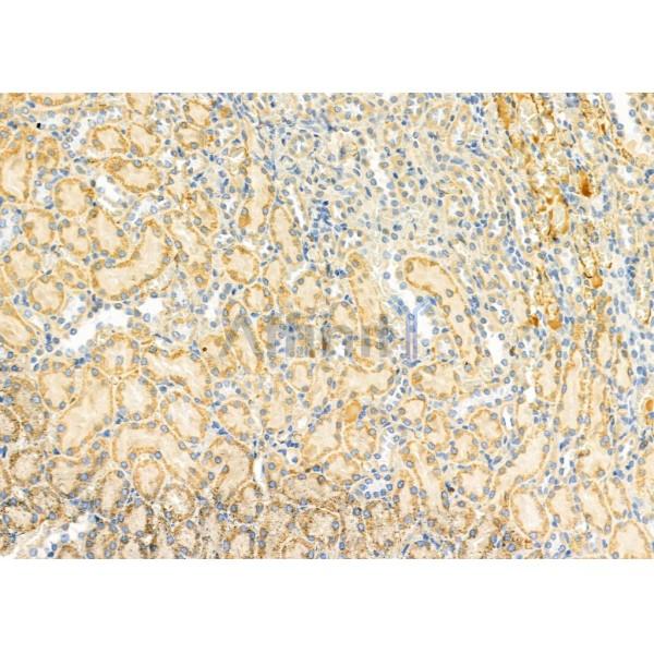 S100A7A Antibody - DF9784 at 1/100 staining Rat kidney tissue by IHC-P.