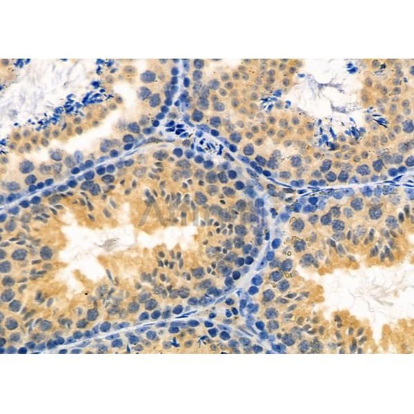 PAGE3 Antibody - DF9788 at 1/100 staining Mouse testis tissue by IHC-P.