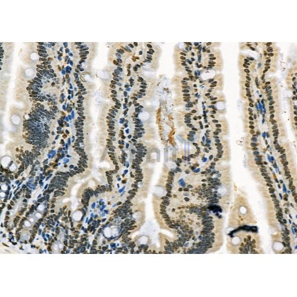 RFPL2 Antibody - DF9850 at 1/100 staining Mouse colorectal tissue by IHC-P.