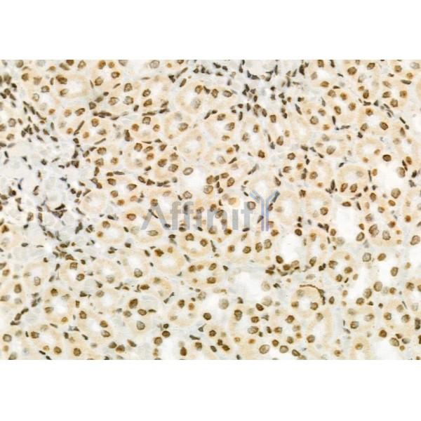 RHG23 Antibody - DF9857 at 1/100 staining Rat kidney tissue by IHC-P.