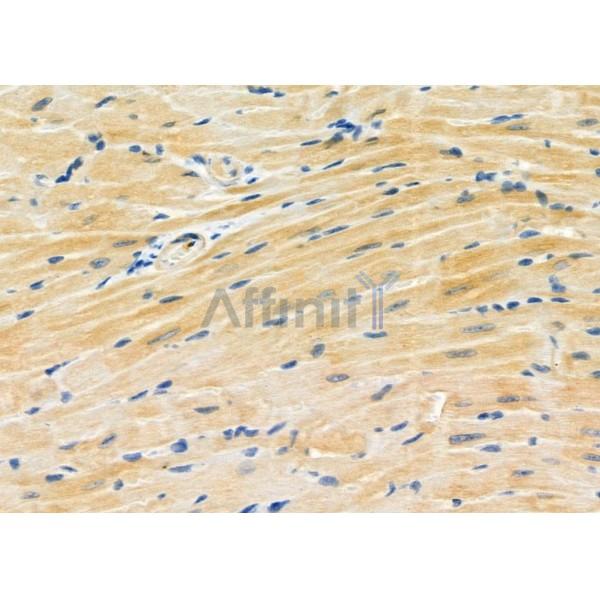 RHG28 Antibody - DF9860 at 1/100 staining Mouse heart tissue by IHC-P.