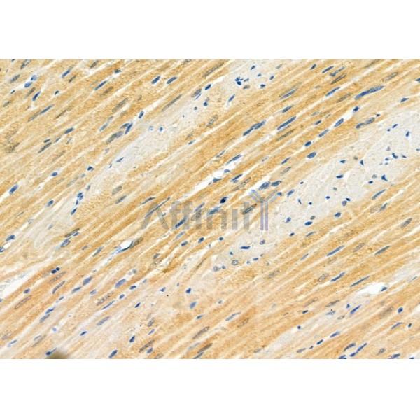 RHG28 Antibody - DF9860 at 1/100 staining Rat heart tissue by IHC-P.