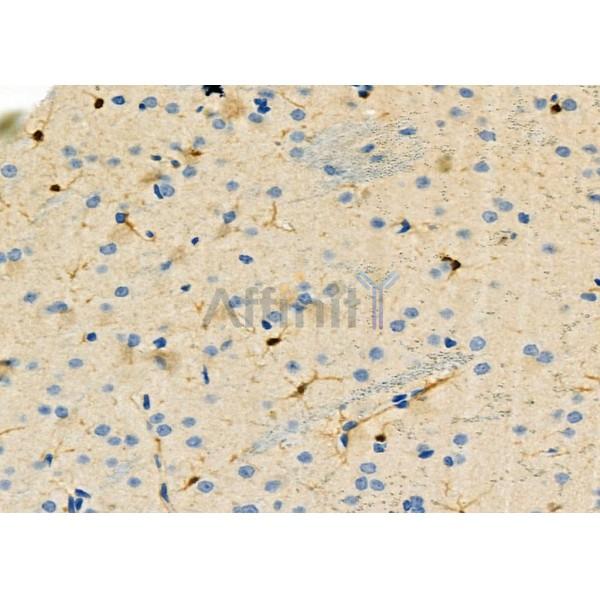RHG28 Antibody - DF9860 at 1/100 staining Rat brain tissue by IHC-P.