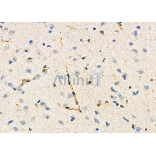 RHG30 Antibody - DF9861 at 1/100 staining Rat brain tissue by IHC-P.