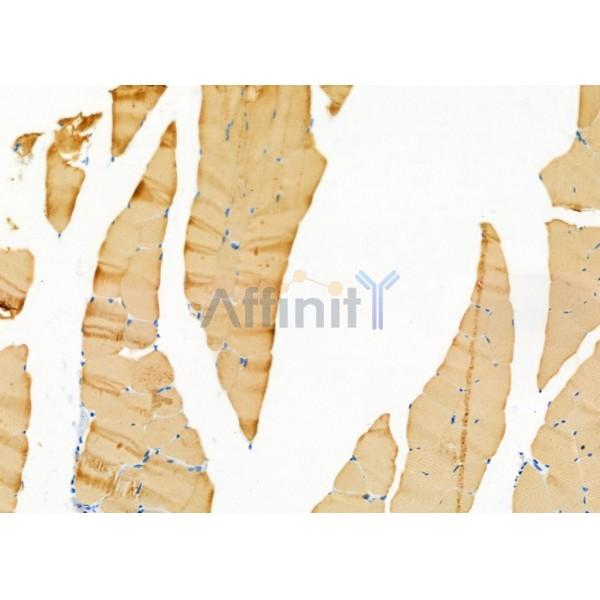 SYT10 Antibody - DF9953 at 1/100 staining Mouse muscle tissue by IHC-P.