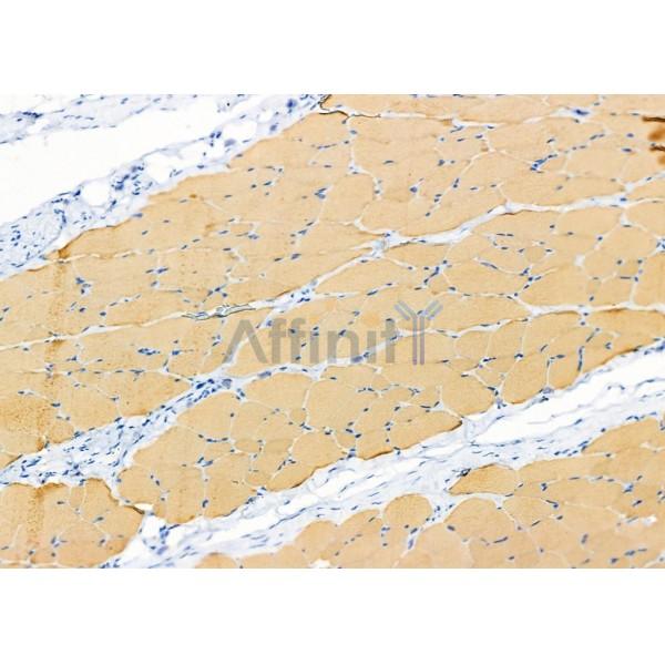 SYT10 Antibody - DF9953 at 1/100 staining Rat skin tissue by IHC-P.