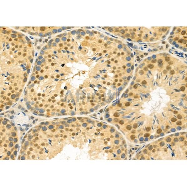 TCEAL5 Antibody - DF9968 at 1/100 staining Mouse testis tissue by IHC-P.