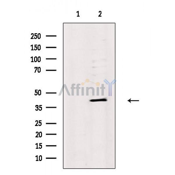 CREB Antibody - Western blot analysis of extracts from Rat lung, using CREB Antibody.