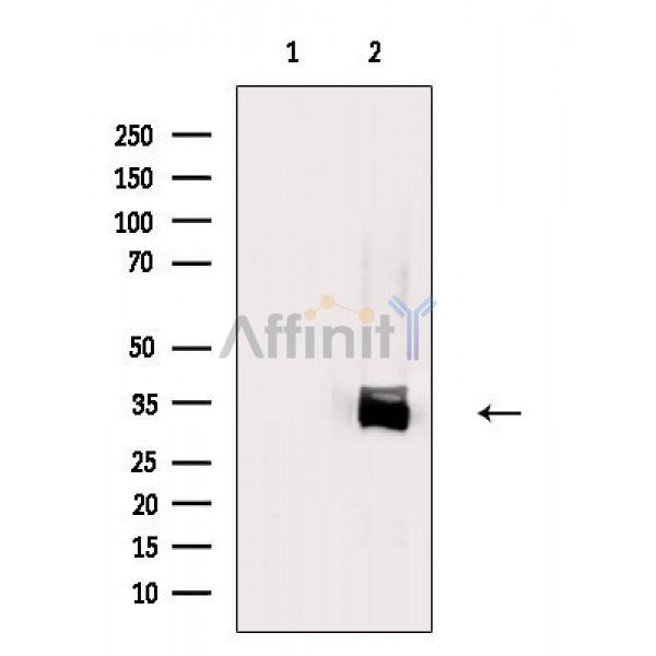 Nucleophosmin Antibody - Western blot analysis of extracts from RAW264.