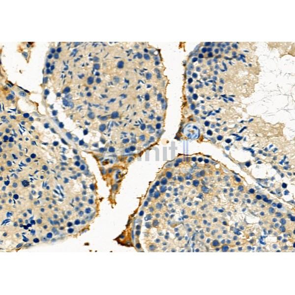 ApoOL Antibody - AF9010 at 1/100 staining Mouse testis tissue by IHC-P.
