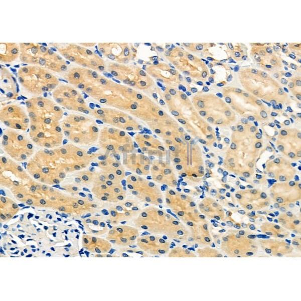ApoOL Antibody - AF9010 at 1/100 staining Rat kidney tissue by IHC-P.