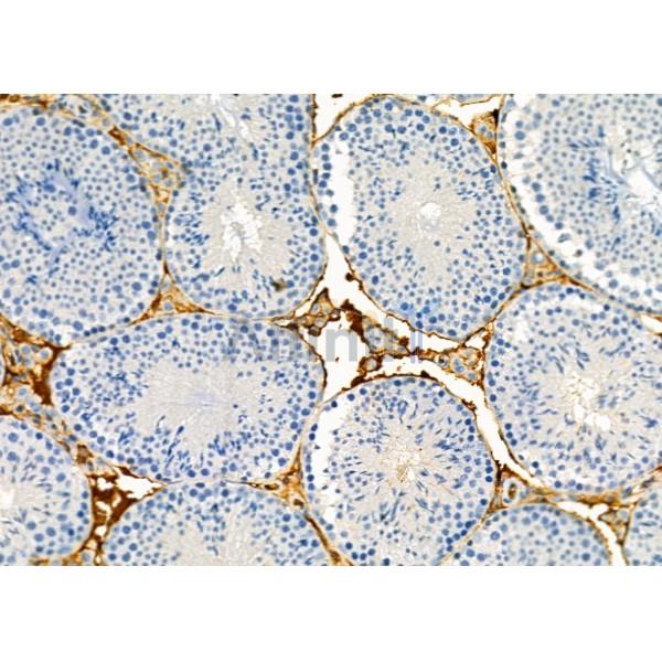 FGF-22 Antibody - AF9066 at 1/100 staining Mouse testis tissue by IHC-P.