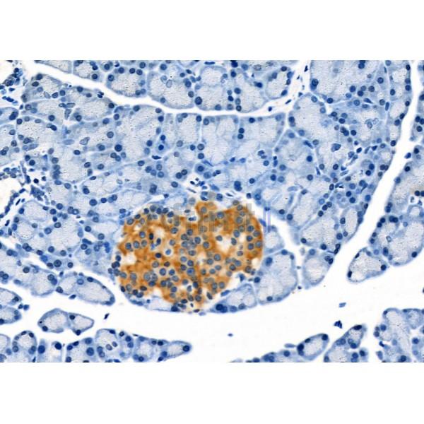 GPR124 Antibody - AF9073 at 1/100 staining Rat pancreatic tissue by IHC-P.