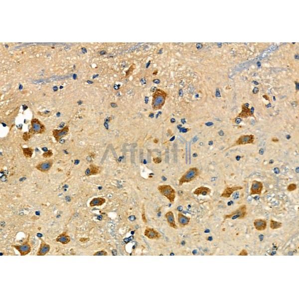 Nicalin Antibody - AF9130 at 1/100 staining Mouse brain tissue by IHC-P.