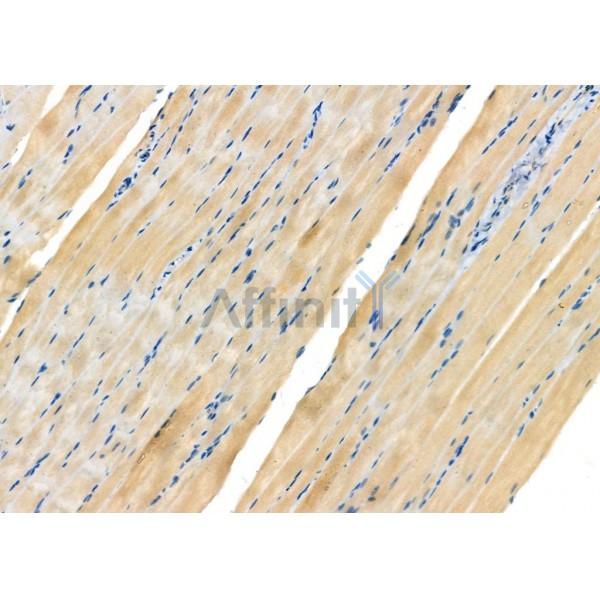 Nicalin Antibody - AF9130 at 1/100 staining Rat muscle tissue by IHC-P.