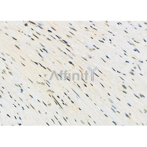 TAB182 Antibody - AF9207 at 1/100 staining Mouse heart tissue by IHC-P.