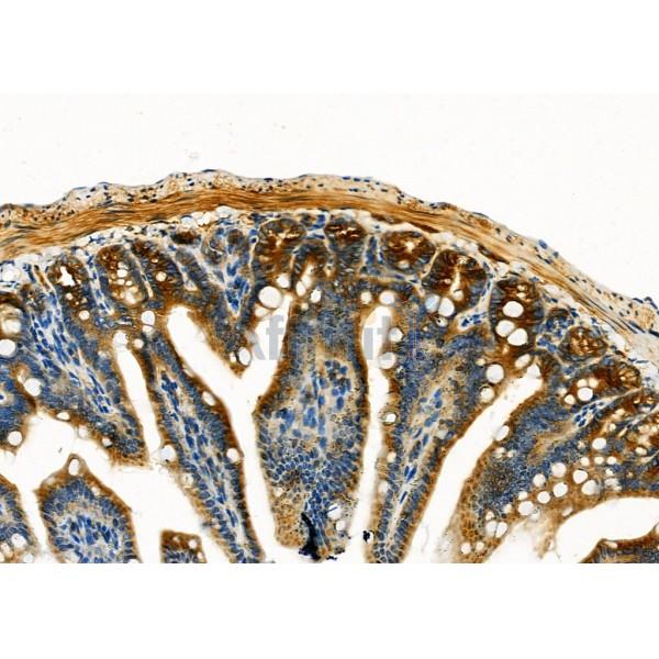 Uba5 Antibody - AF9220 at 1/100 staining Mouse colorectal tissue by IHC-P.