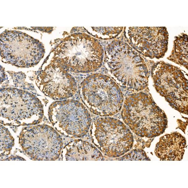 Uba5 Antibody - AF9220 at 1/100 staining Mouse testis tissue by IHC-P.