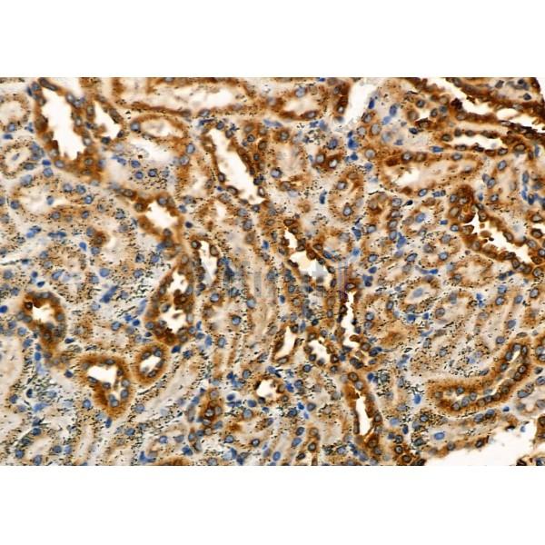Uba5 Antibody - AF9220 at 1/100 staining Rat kidney tissue by IHC-P.