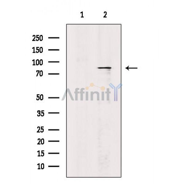 SIK Antibody - Western blot analysis of extracts from HepG(serum starvation treatment), using SIK Antibody.