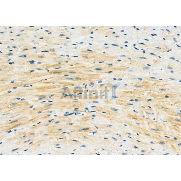 FSTL1 Antibody - DF12274 at 1/100 staining Mouse heart tissue by IHC-P.