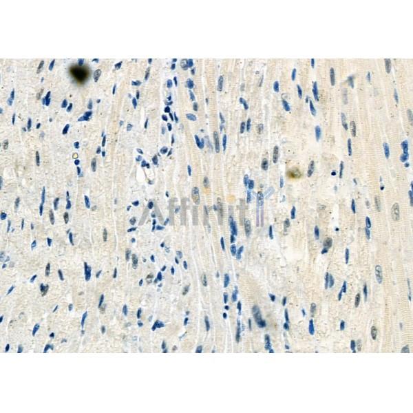 HRP2 Antibody - DF12282 at 1/100 staining Rat heart tissue by IHC-P.