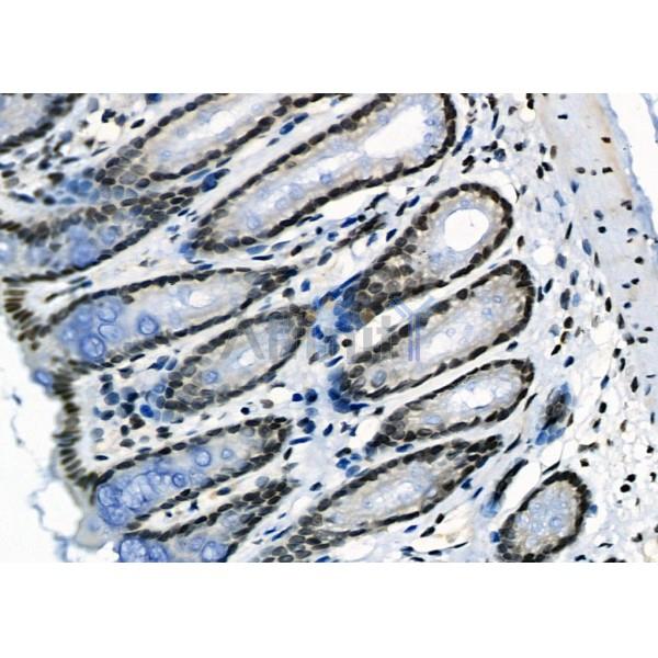 MEPCE Antibody - DF12294 at 1/100 staining Rat stomach tissue by IHC-P.