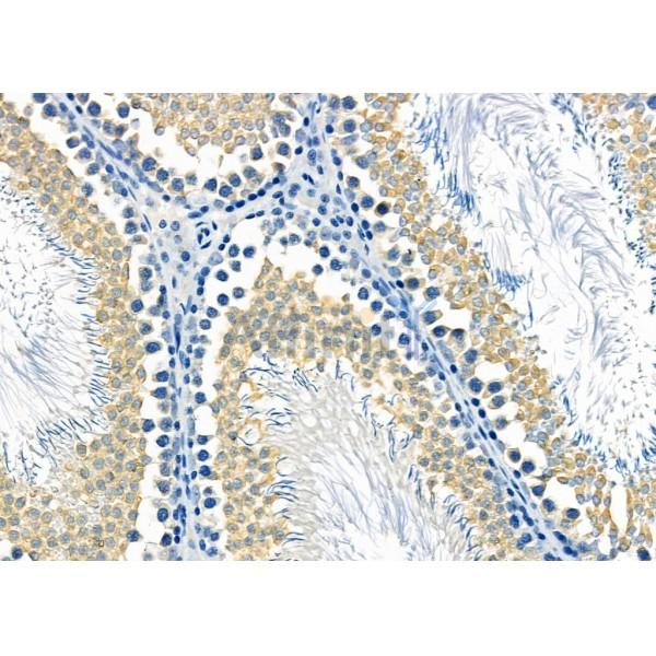 MEST Antibody - DF12295 at 1/100 staining Rat testis tissue by IHC-P.